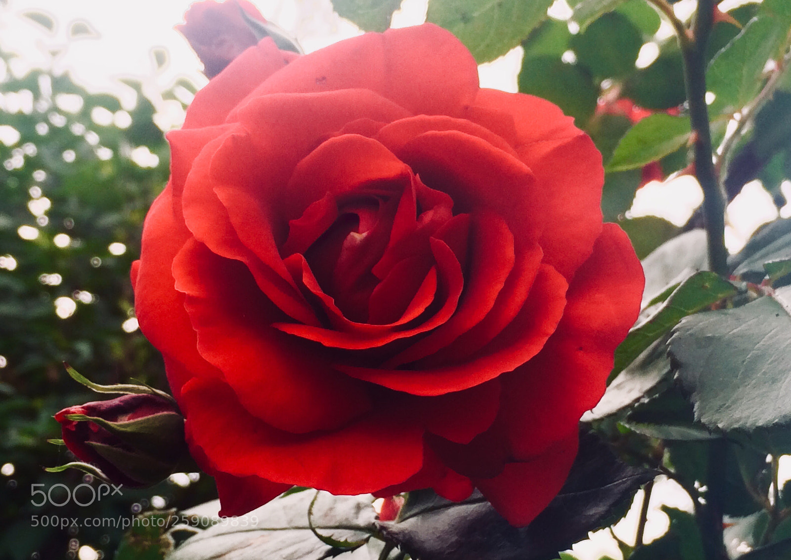 Apple iPhone 5s sample photo. Guns and roses  photography
