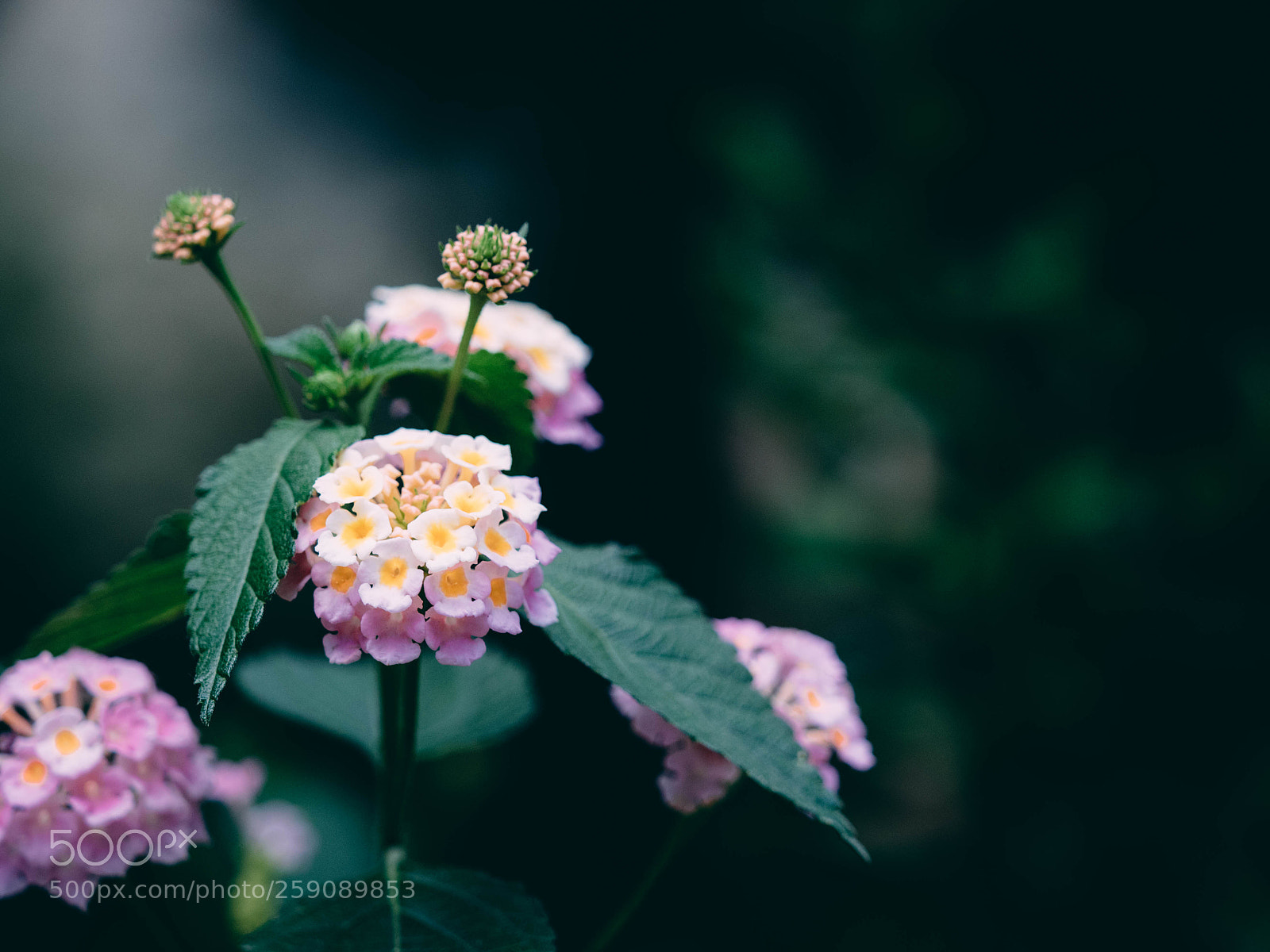 Olympus OM-D E-M5 II sample photo. Lantana photography