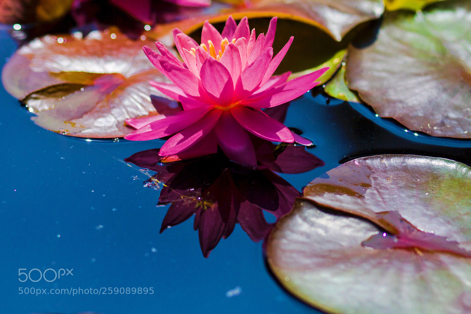 Canon EOS 50D sample photo. Reflection photography
