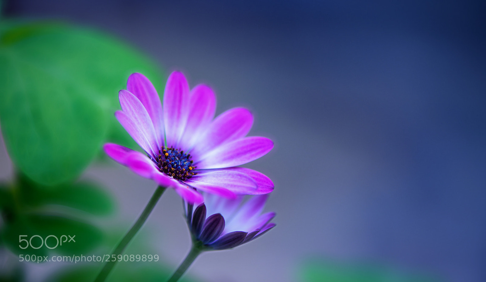 Nikon D850 sample photo. Protection desire .... photography
