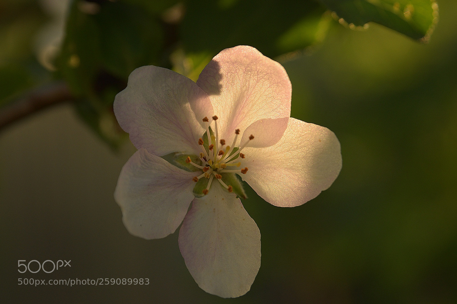 Nikon D3300 sample photo. Flower photography