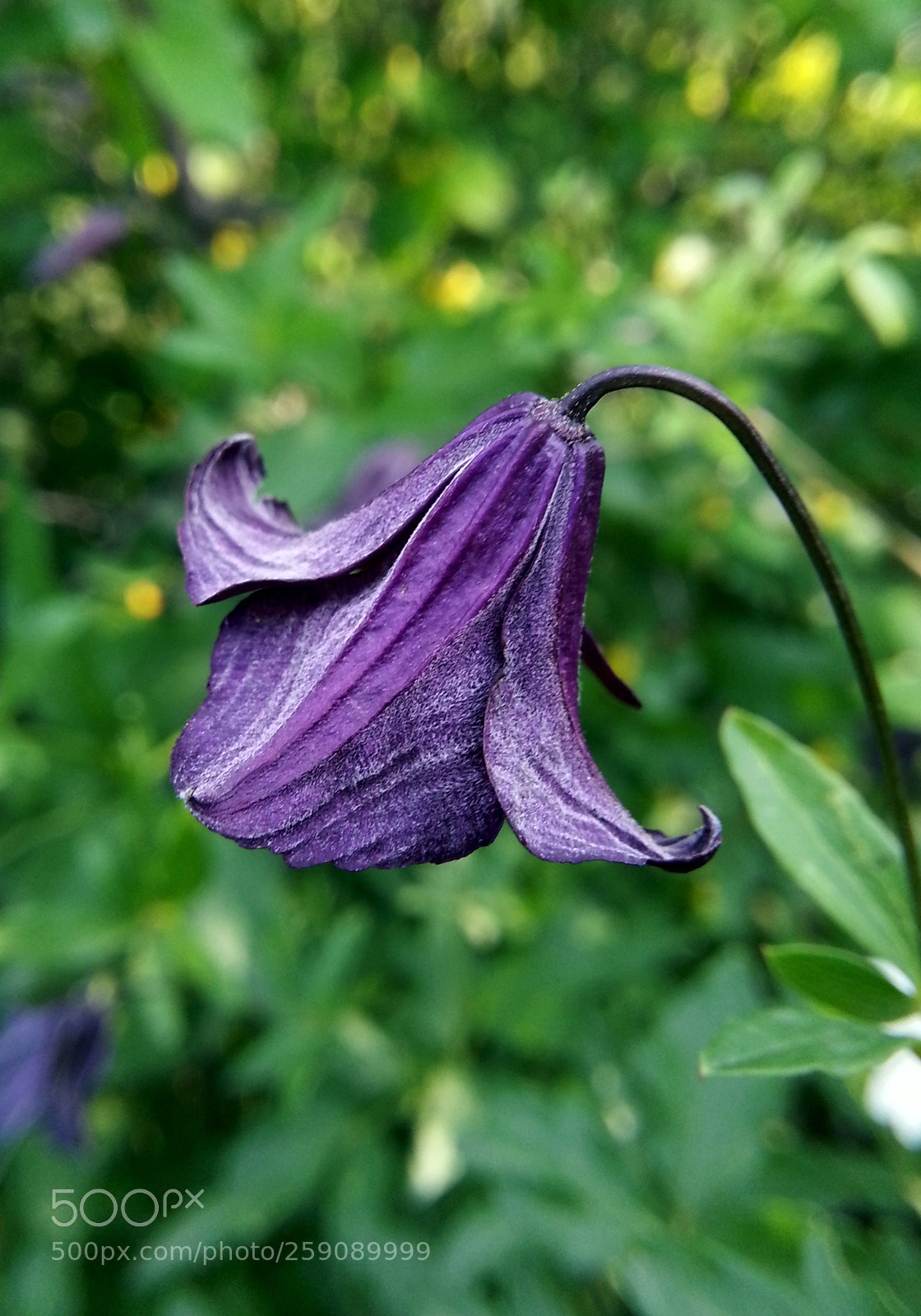 Samsung Galaxy Note2 sample photo. Flowers photography