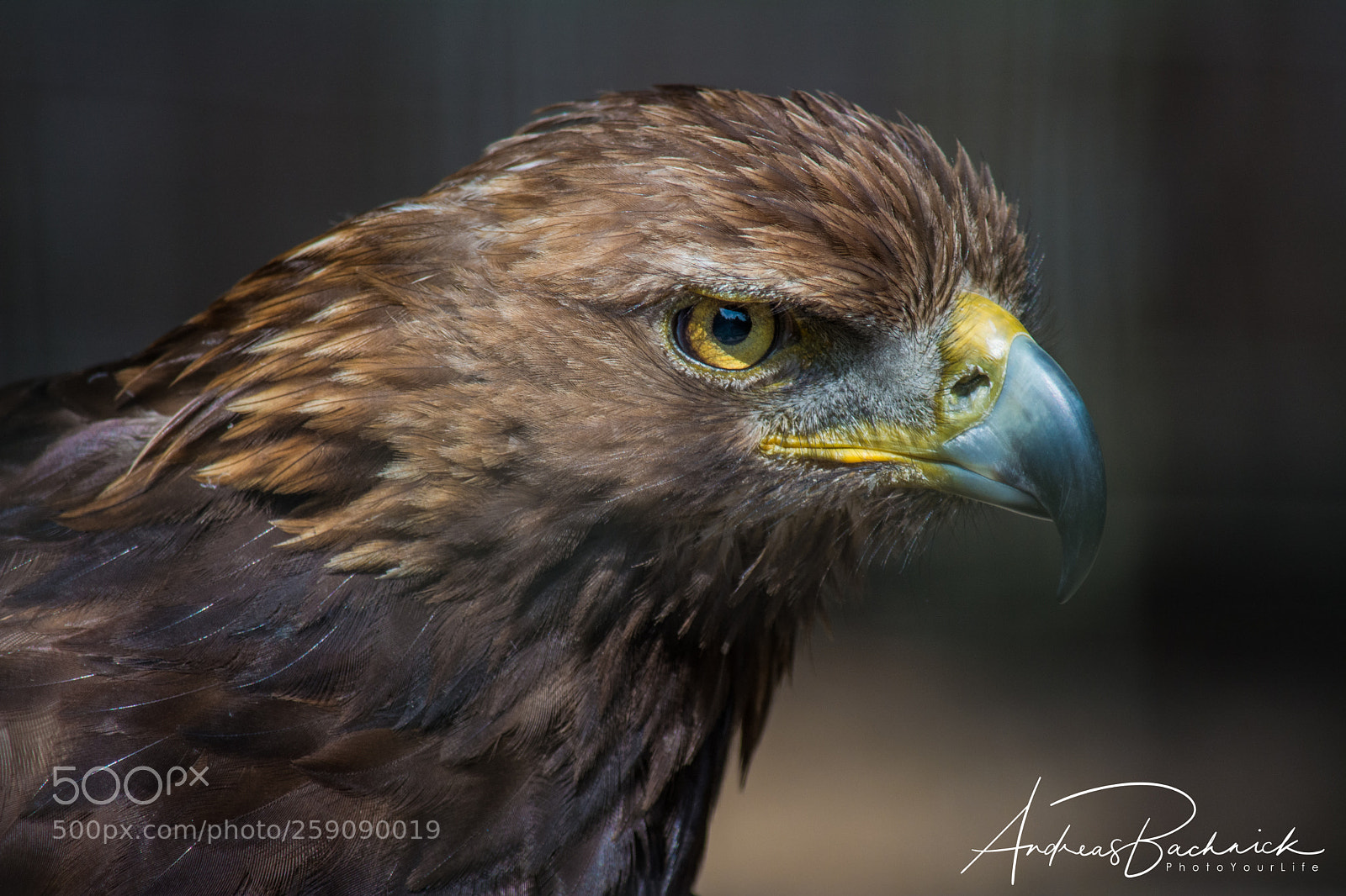 Nikon D5200 sample photo. King of the skies photography