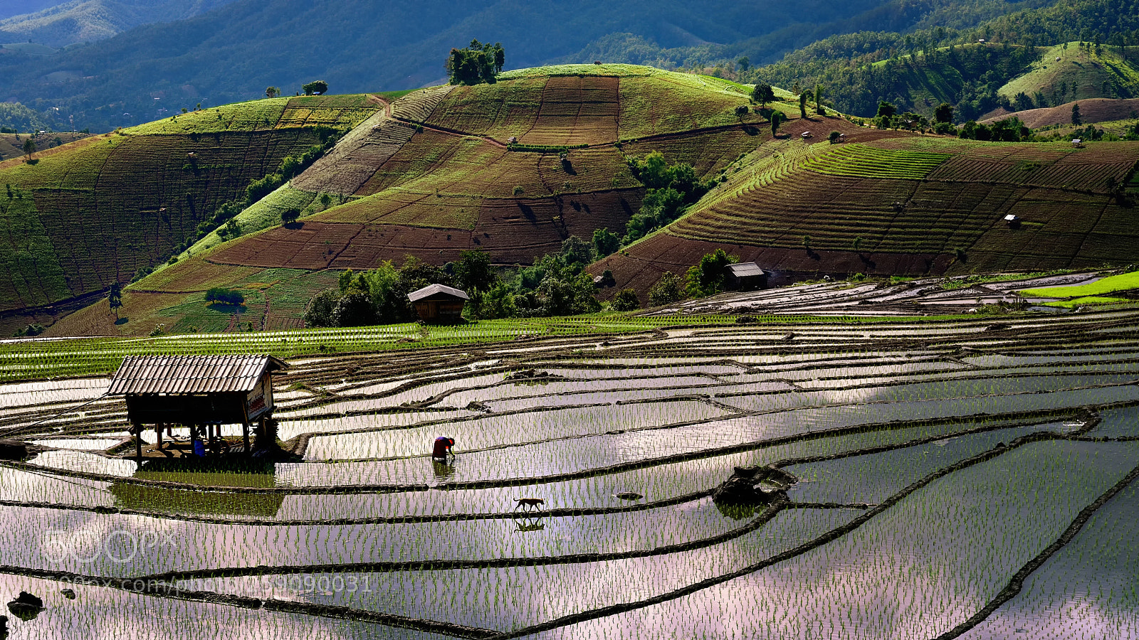 Nikon D600 sample photo. Rice terraces photography