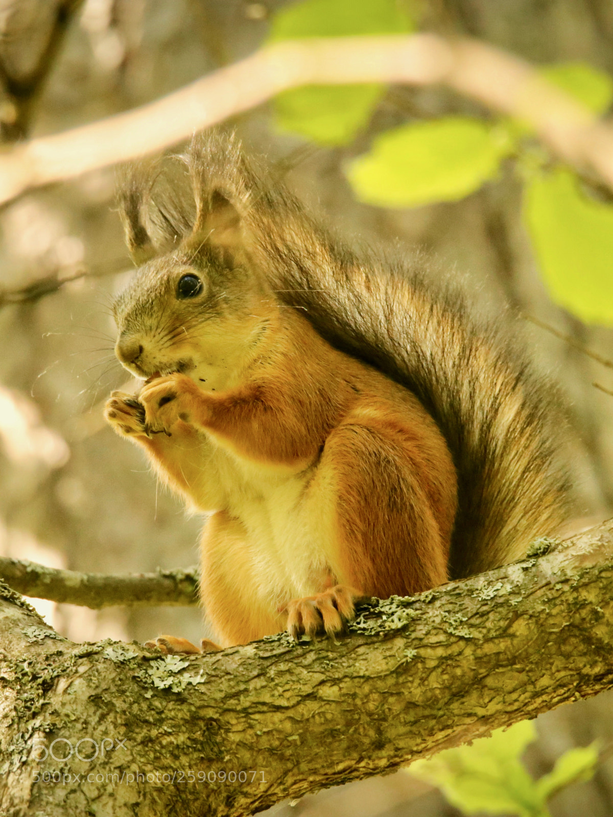 Canon EOS 6D sample photo. Squirrel and acorn photography