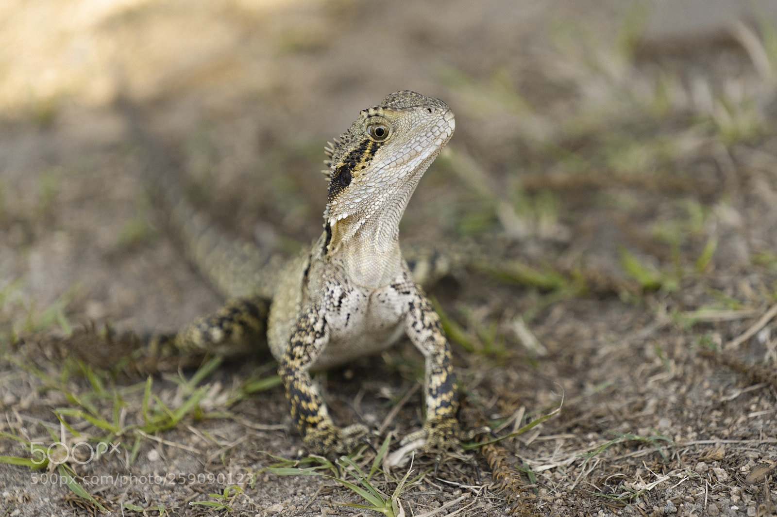 Sony a7 II sample photo. Water dragon lizard photography