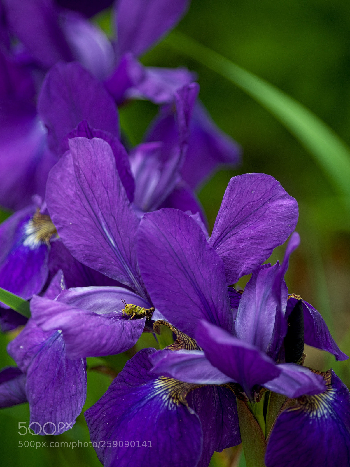 Pentax K-50 sample photo. Ayame iris photography