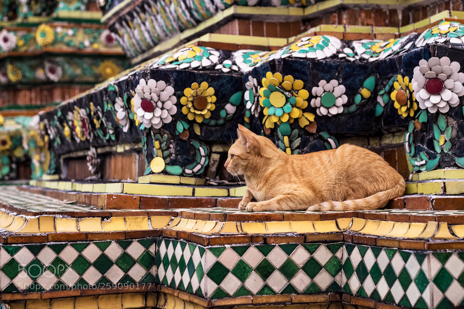 Canon EOS 6D sample photo. Temple cat photography