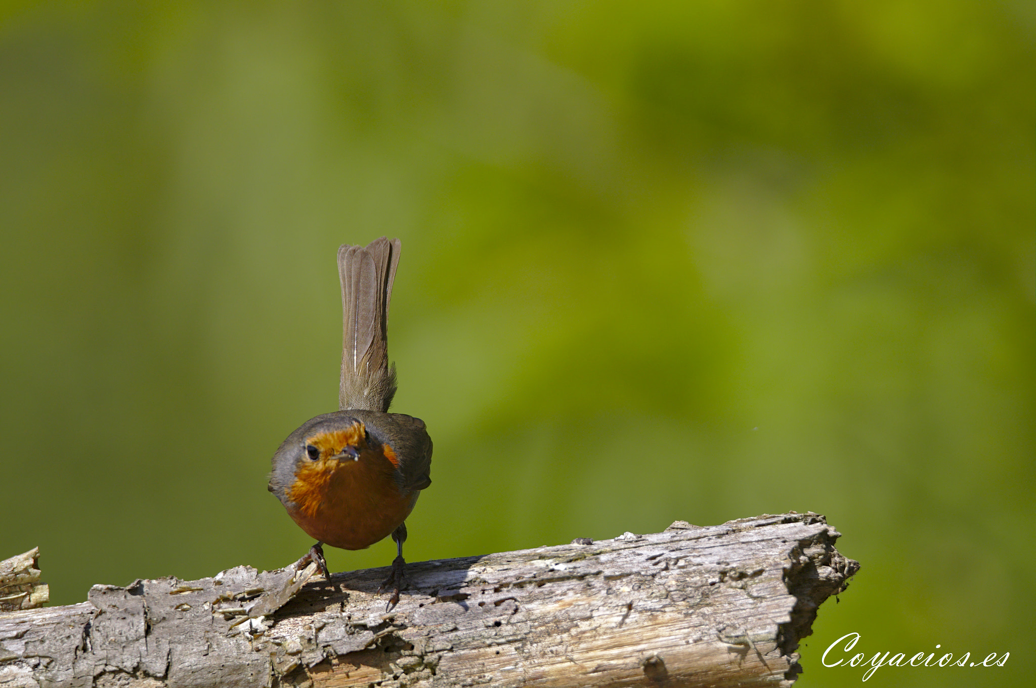 Canon EOS 7D Mark II sample photo. Petirrojo (erithacus rebecula) photography