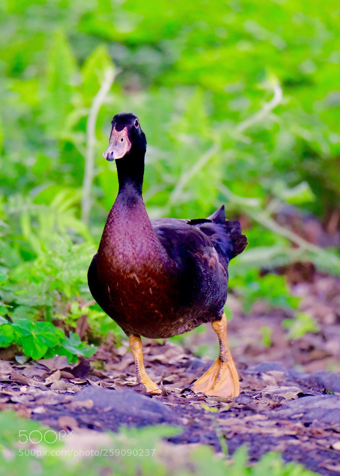 Fujifilm X-H1 sample photo. A black duck photography