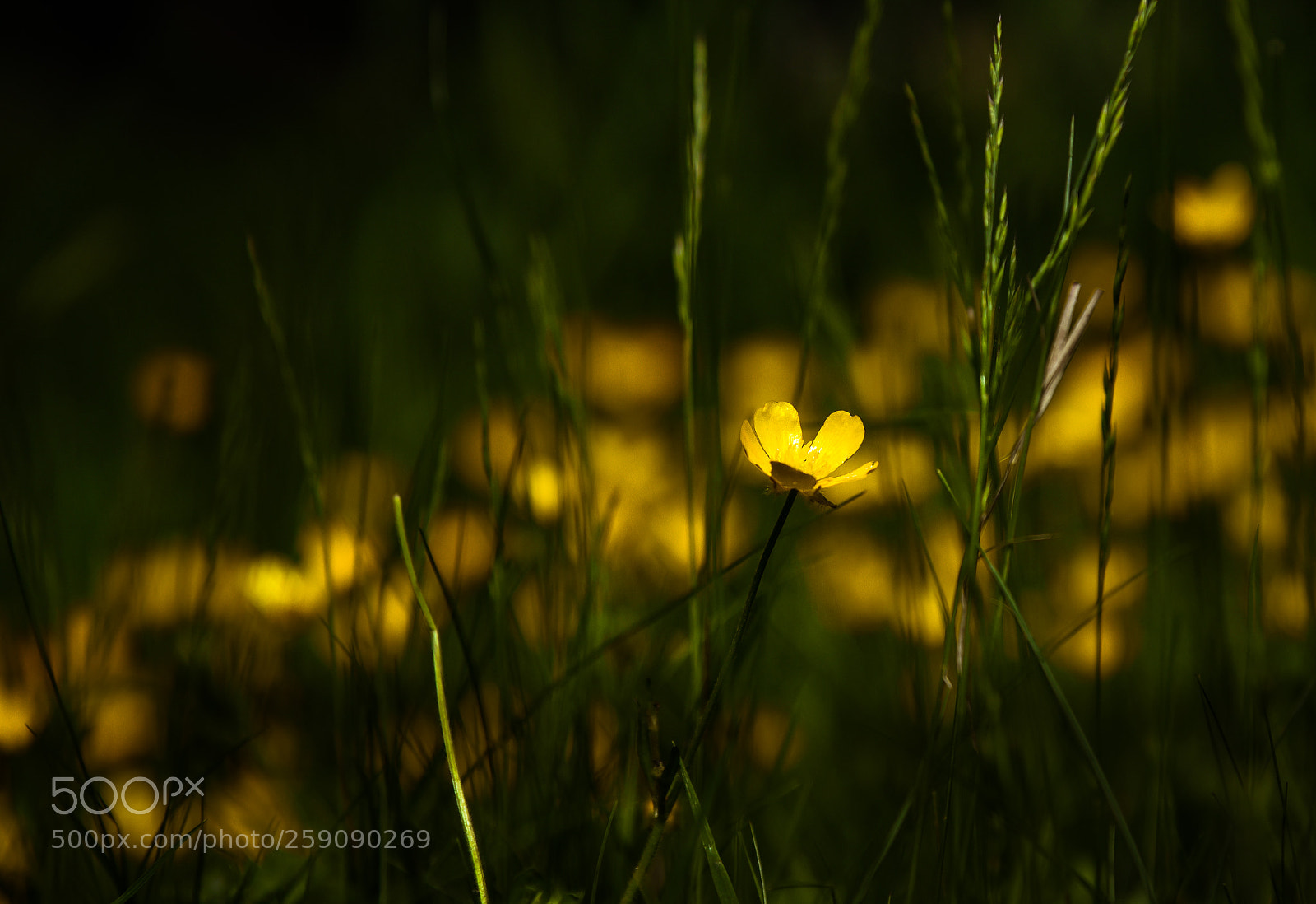 Nikon D750 sample photo. Alone in a crowd photography