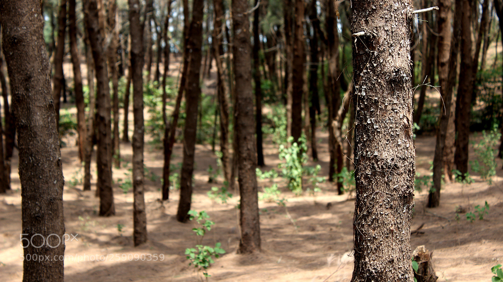 Canon EOS 600D (Rebel EOS T3i / EOS Kiss X5) sample photo. Pine tree forest photography
