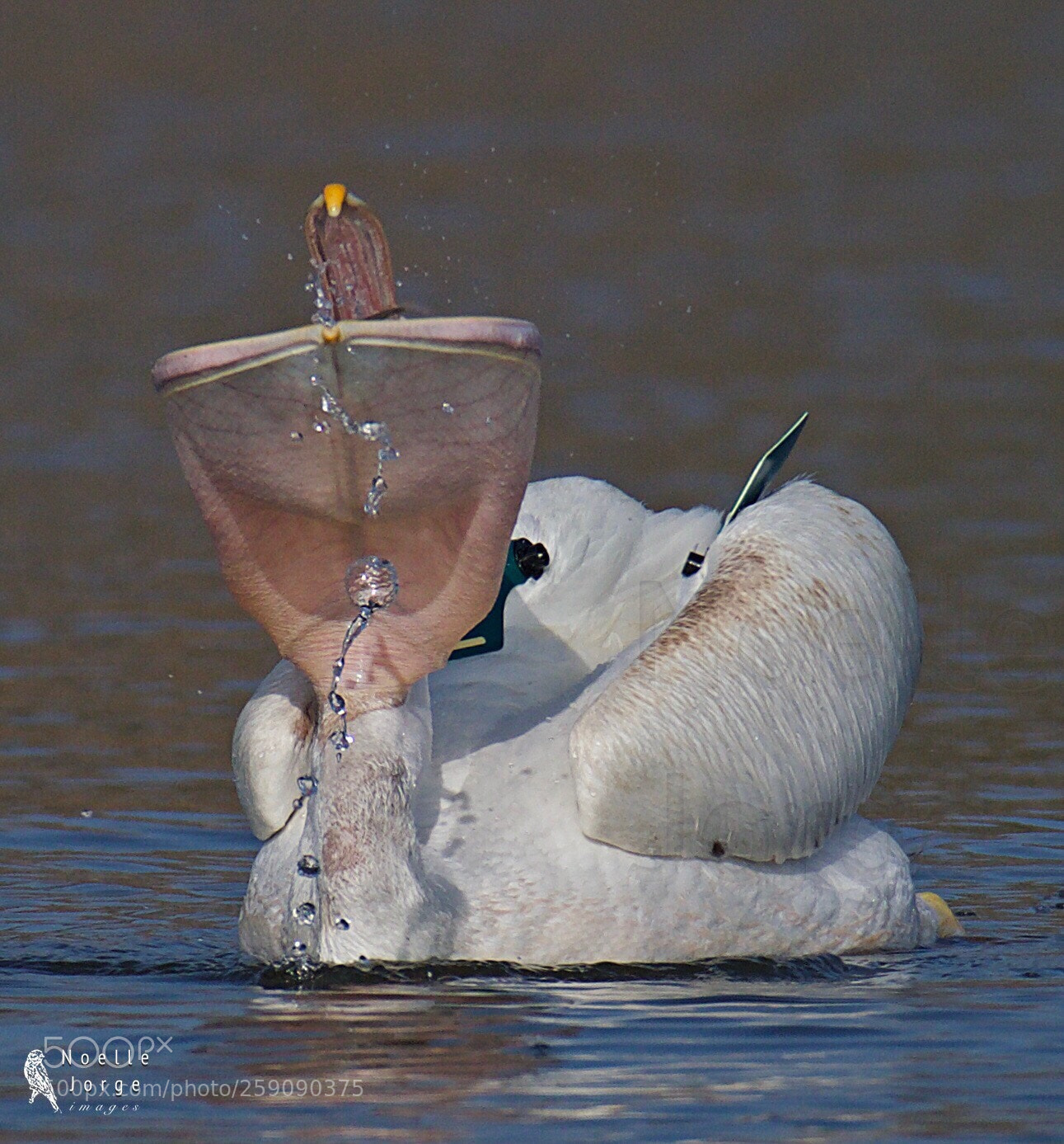 Nikon D500 sample photo. Big gulp photography