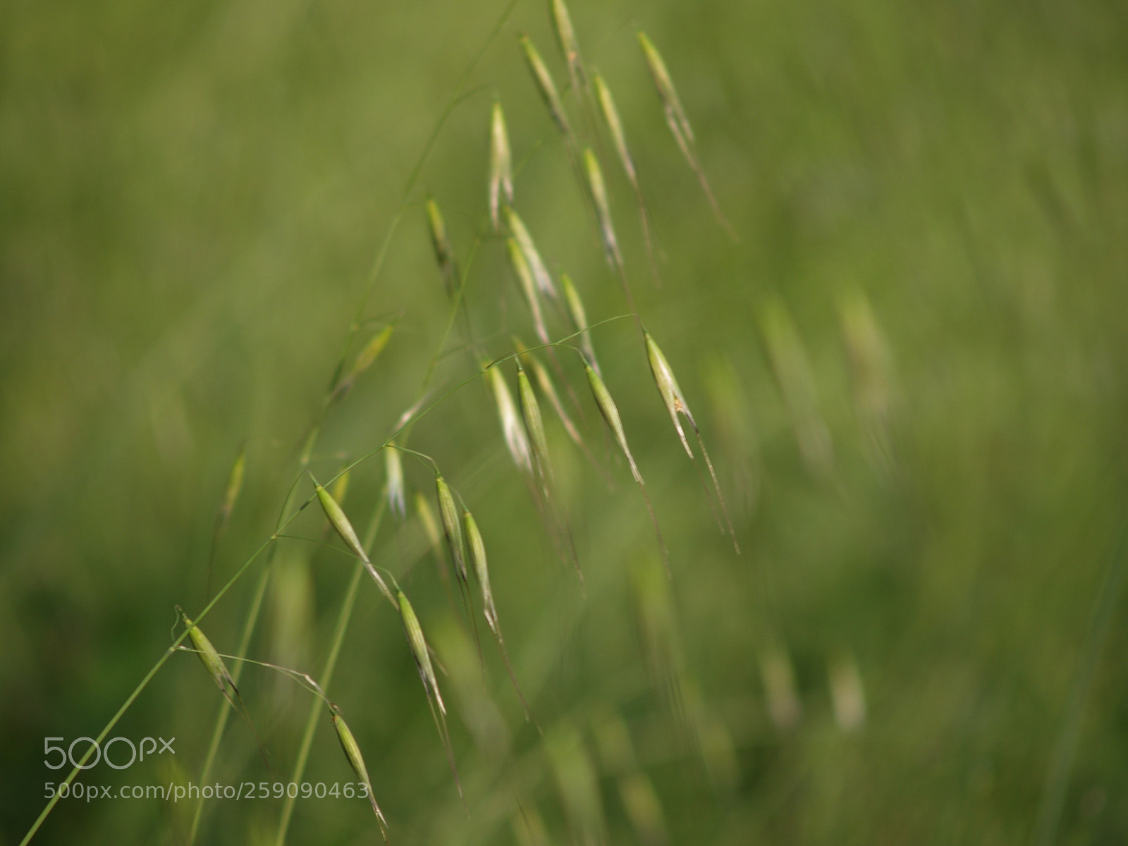 Olympus E-300 (EVOLT E-300) sample photo. Simply swaying photography