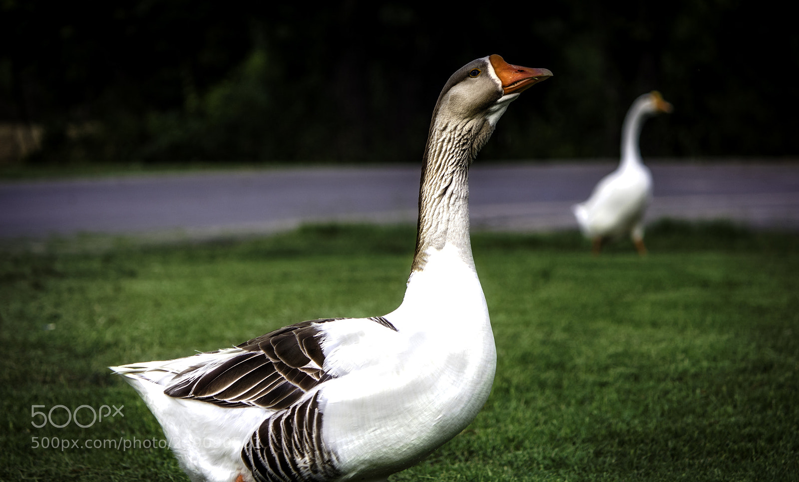 Canon EOS 650D (EOS Rebel T4i / EOS Kiss X6i) sample photo. Goose photography