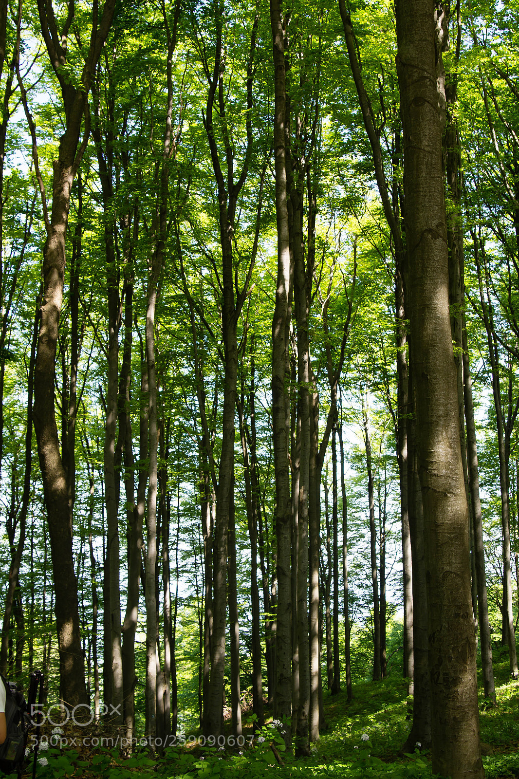 Sony SLT-A58 sample photo. Forest photography