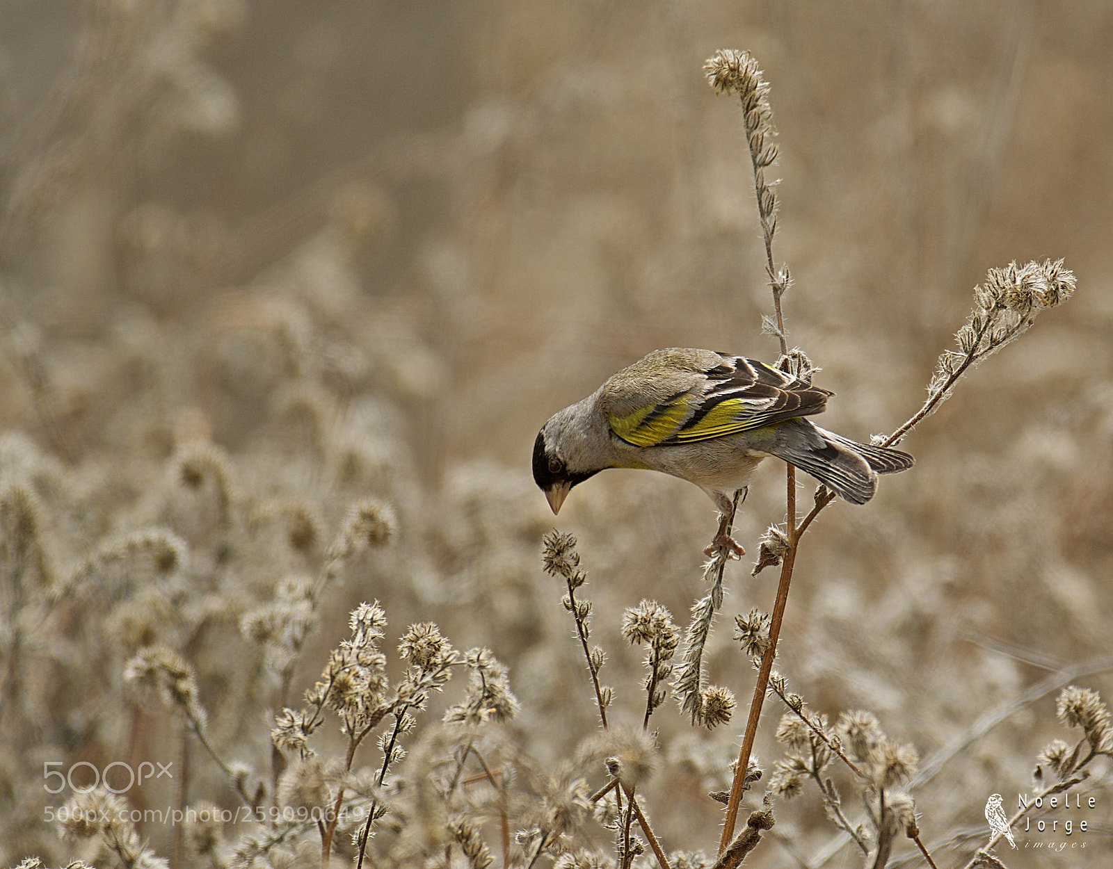 Nikon D500 sample photo. The reach photography