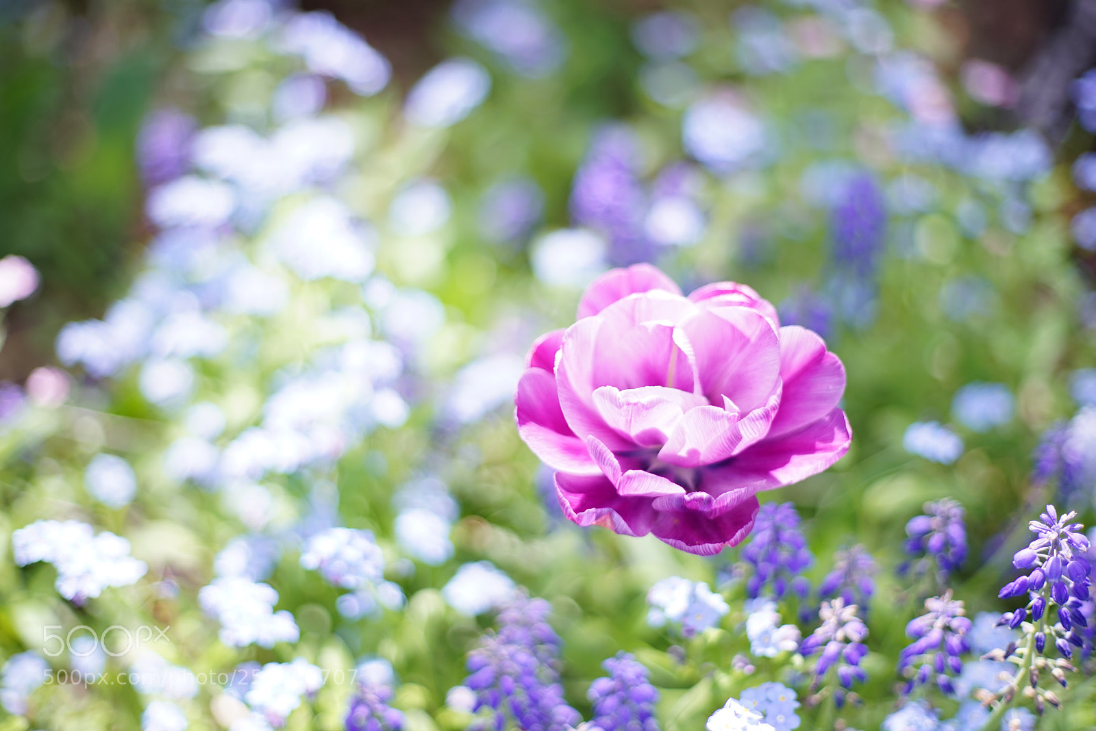 Sony a7R sample photo. Untitled photography