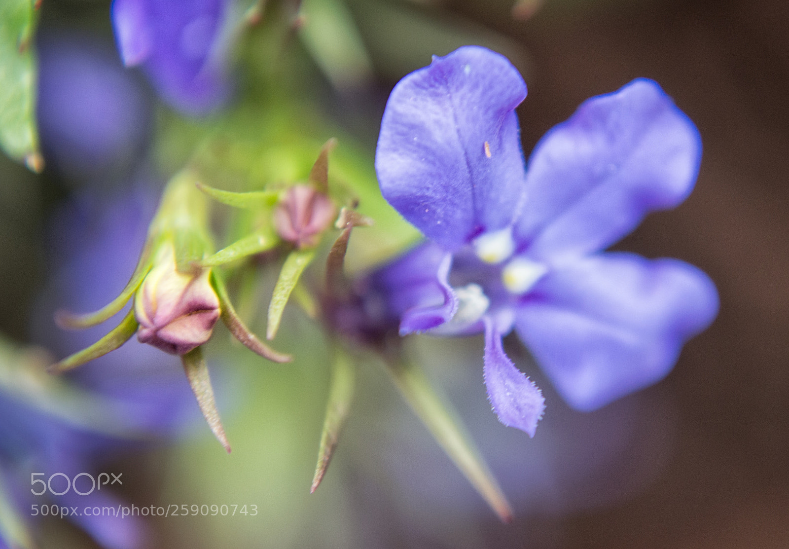 Nikon D3200 sample photo. Zwei blumen photography