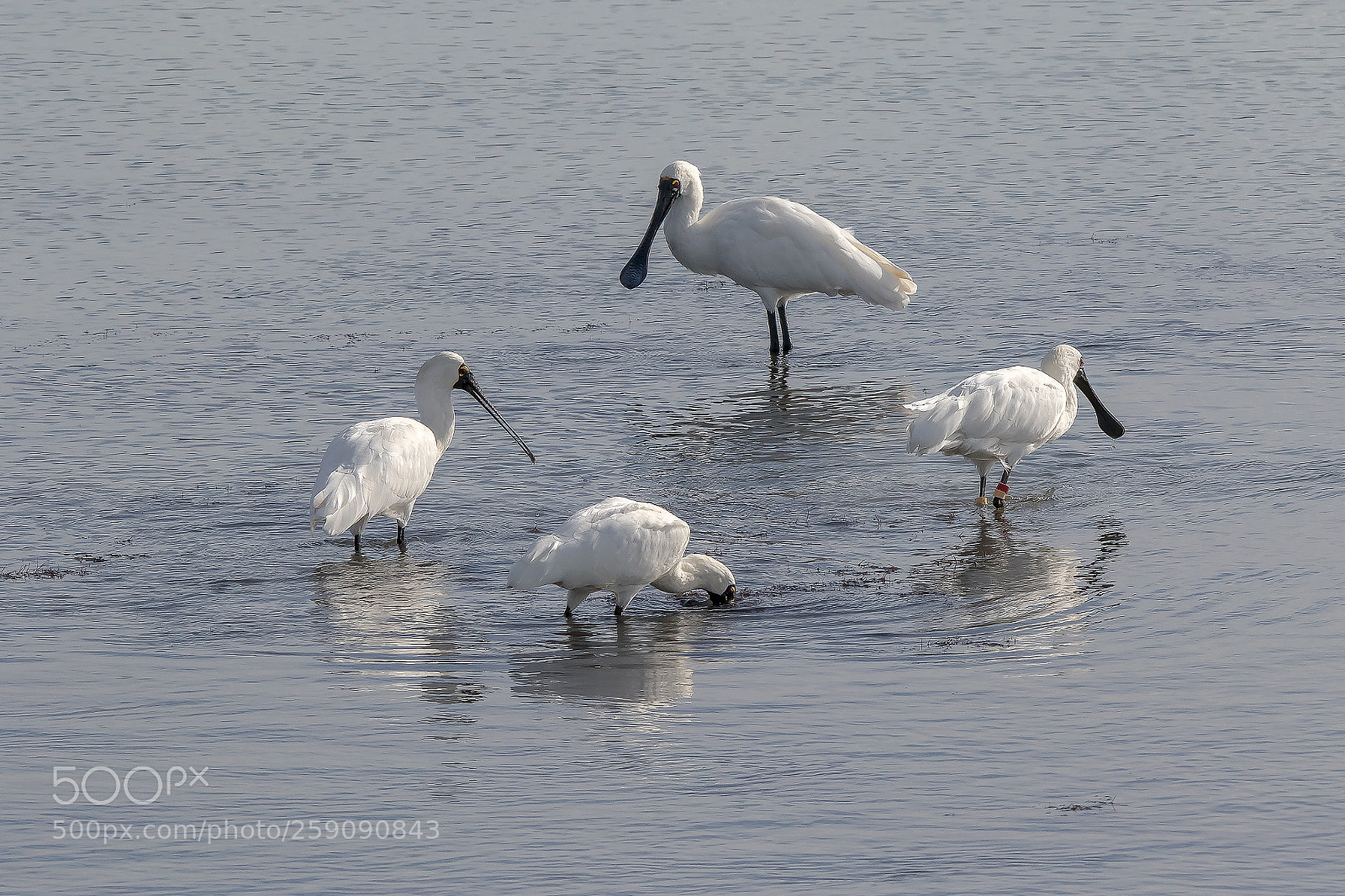 Canon EOS 7D Mark II sample photo. 4  spoonbills photography