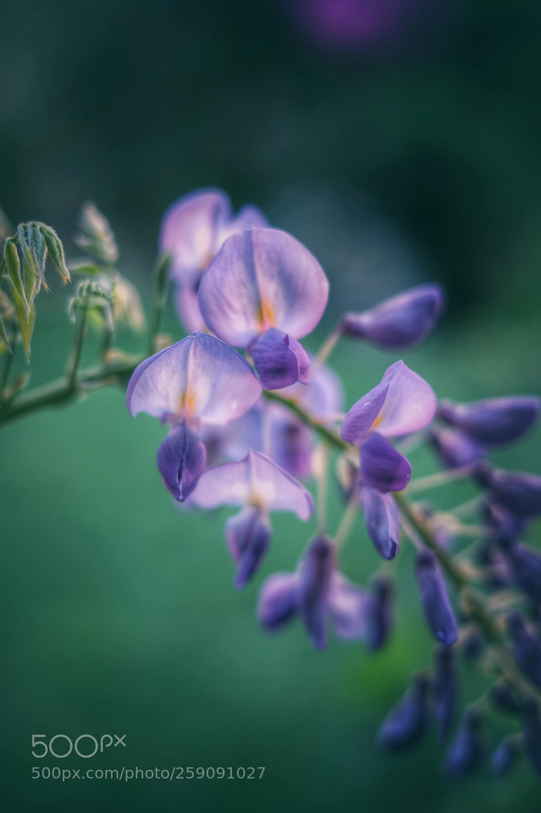 Fujifilm X-T20 sample photo. Wisteria ending for the photography