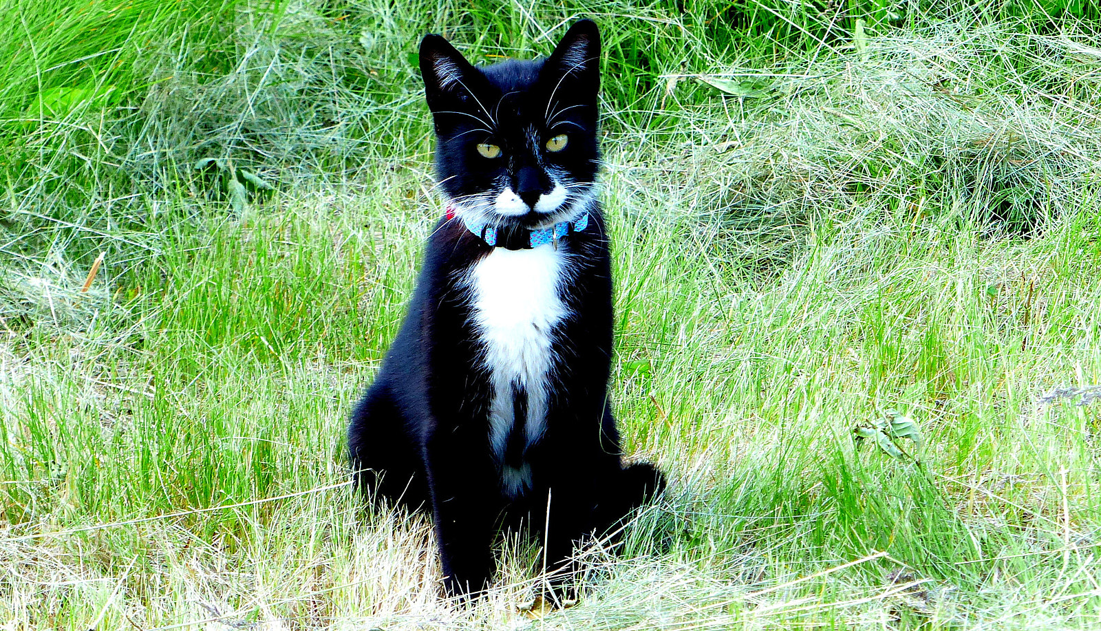 Panasonic Lumix DMC-FZ200 sample photo. Cat. photography