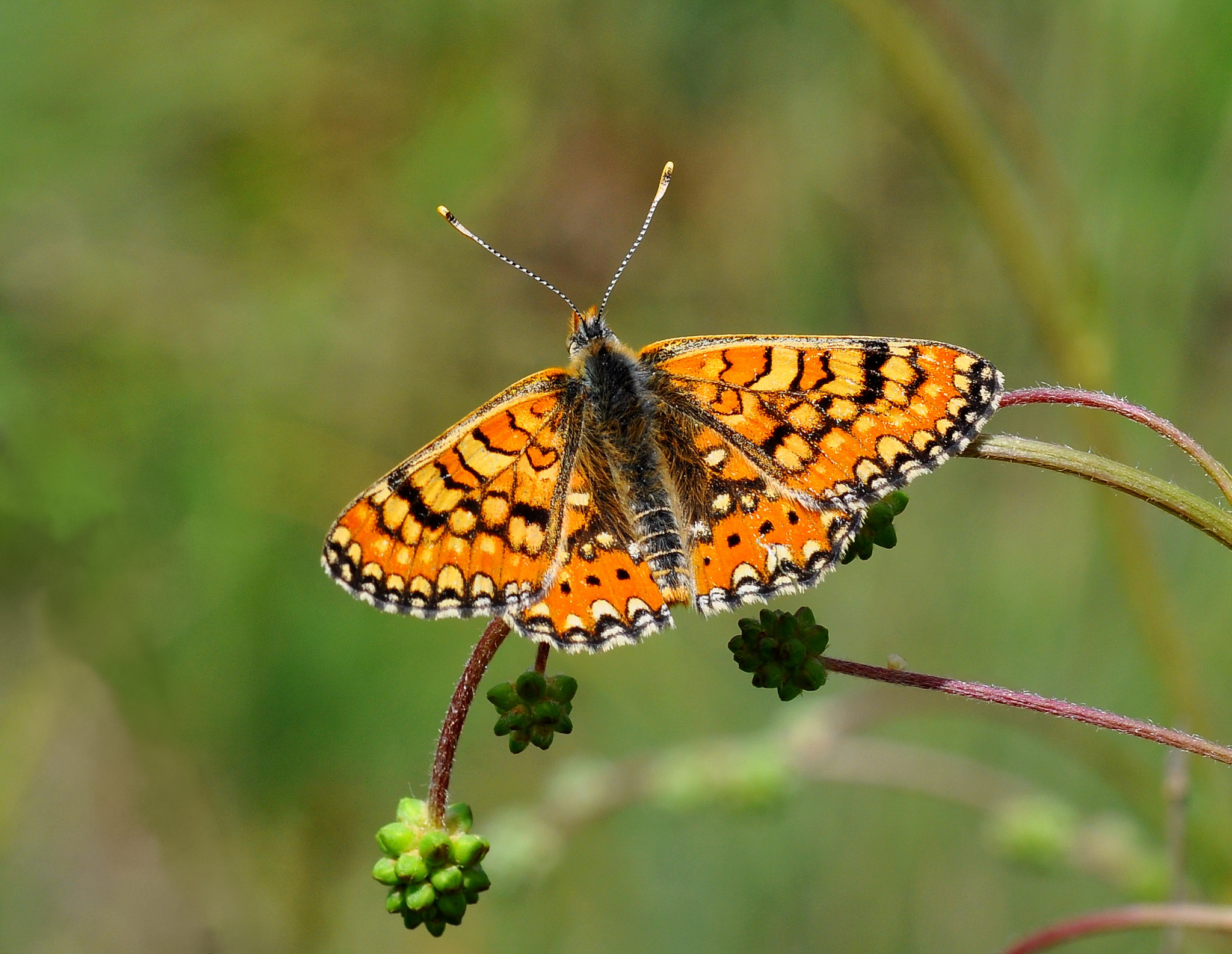 Nikon D90 + Nikon AF-S Micro-Nikkor 105mm F2.8G IF-ED VR sample photo. Euphydryas orientalis photography