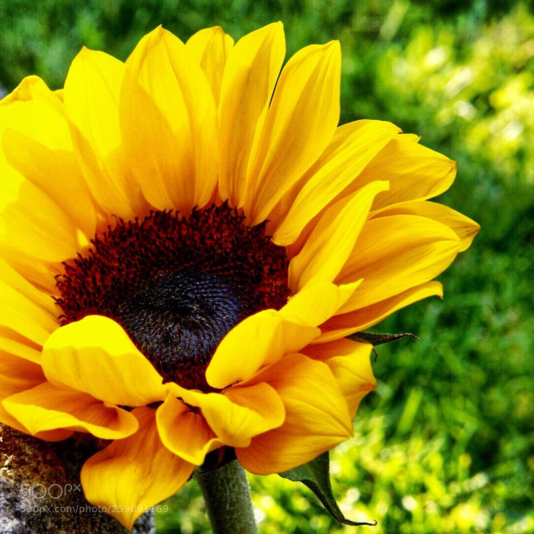 Sony a6000 sample photo. Sunny photography