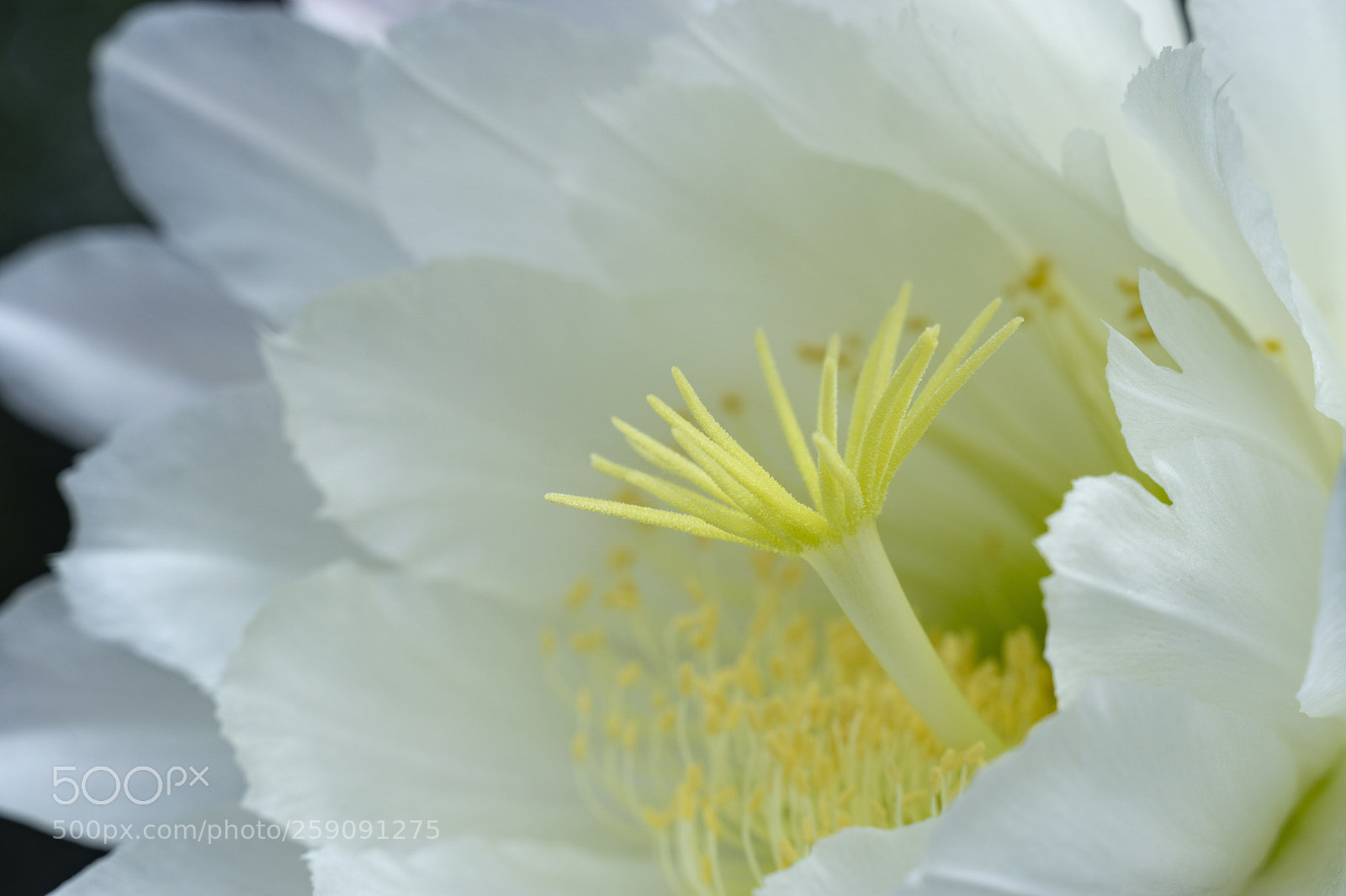 Sony a6000 sample photo. White cactus flower photography