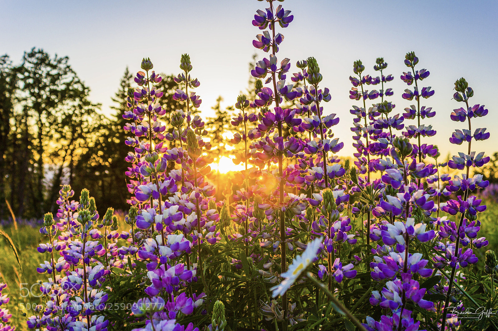 Canon EOS 1200D (EOS Rebel T5 / EOS Kiss X70 / EOS Hi) sample photo. Wildflowers sunset photography