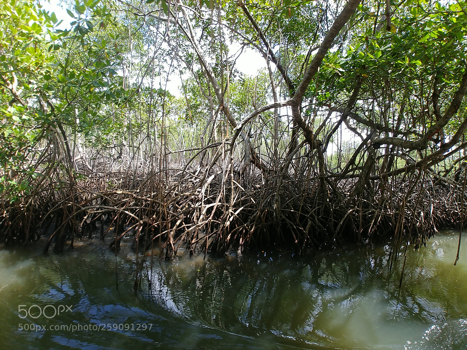 LG G6 sample photo. Mangrove forest photography