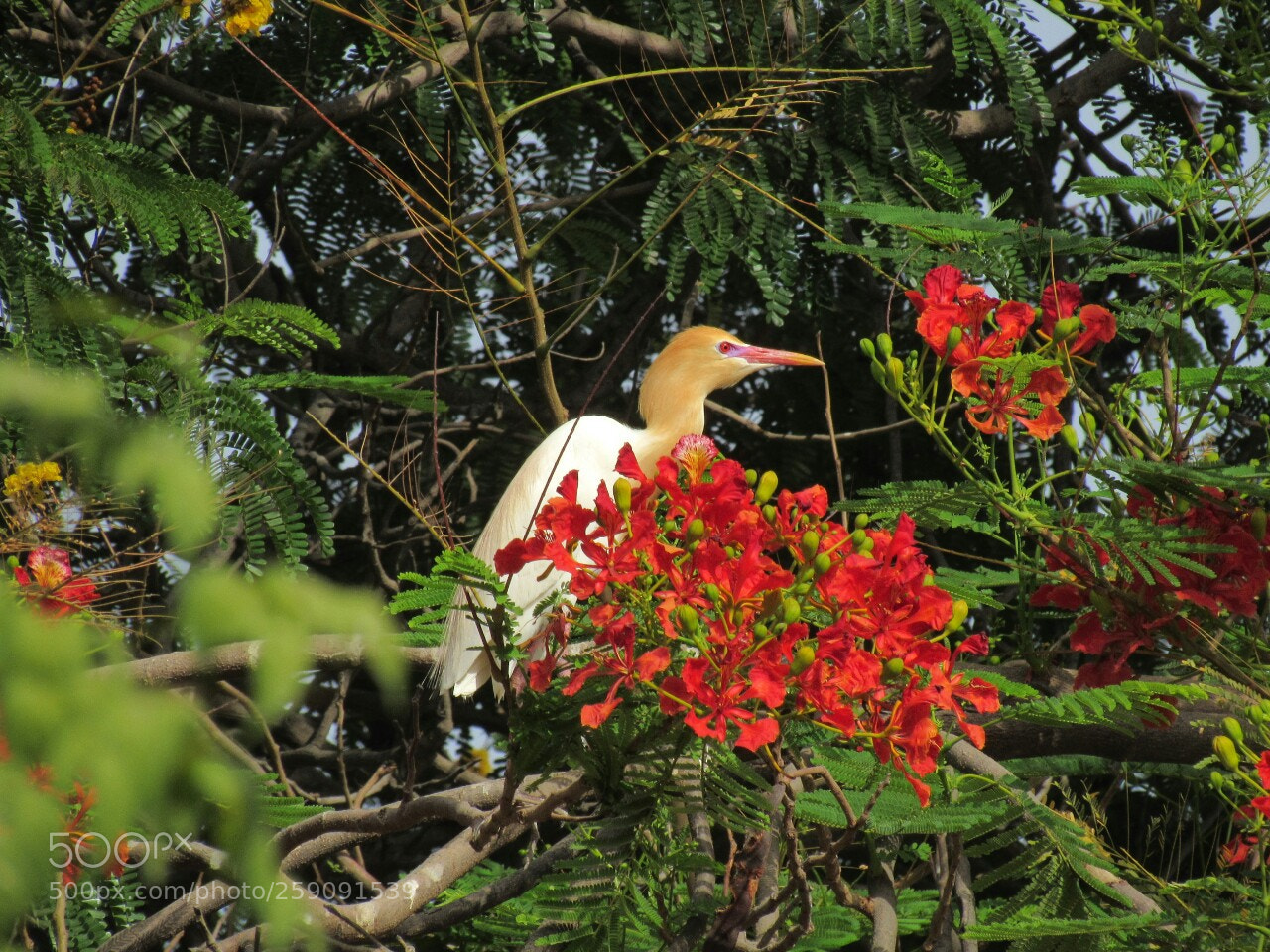 Canon PowerShot SX530 HS sample photo. Cattle egret photography