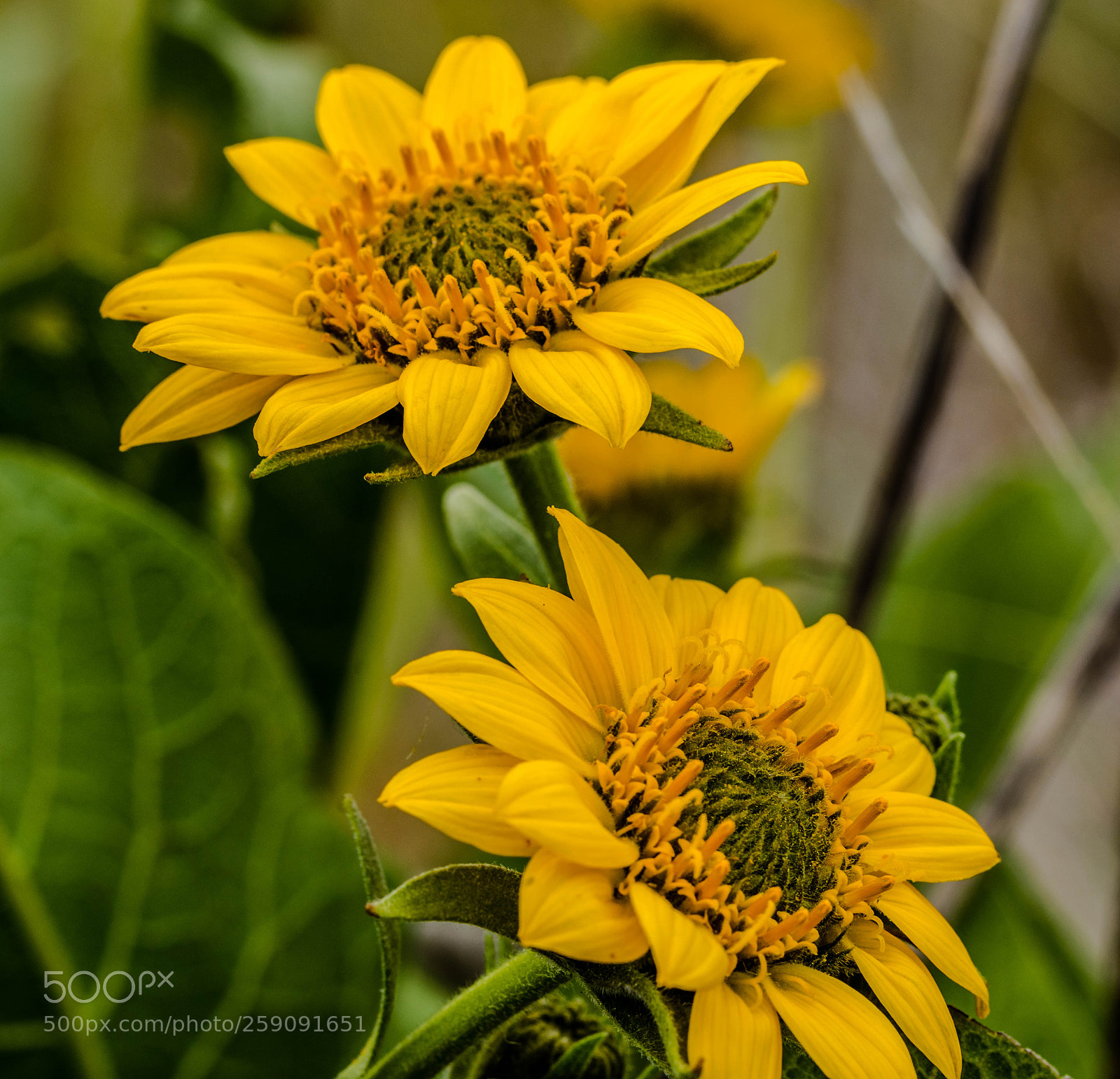 Nikon D7200 sample photo. Some wildflowers photography