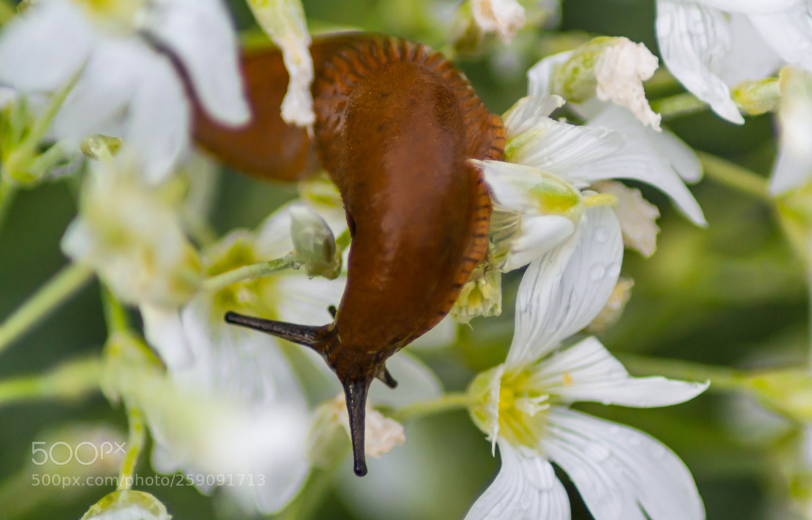 Nikon D3100 sample photo. Little fella 2 photography