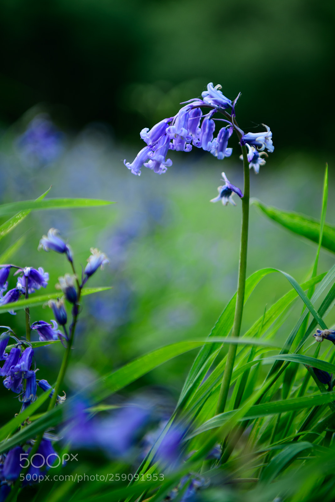Nikon D850 sample photo. Bluebell flower head photography