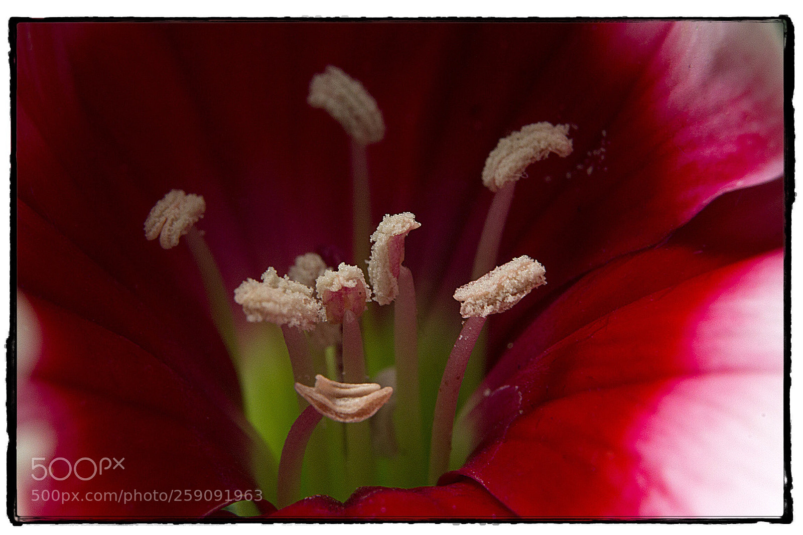 Canon EOS 7D sample photo. Dianthus peppermint flower macro 1. photography