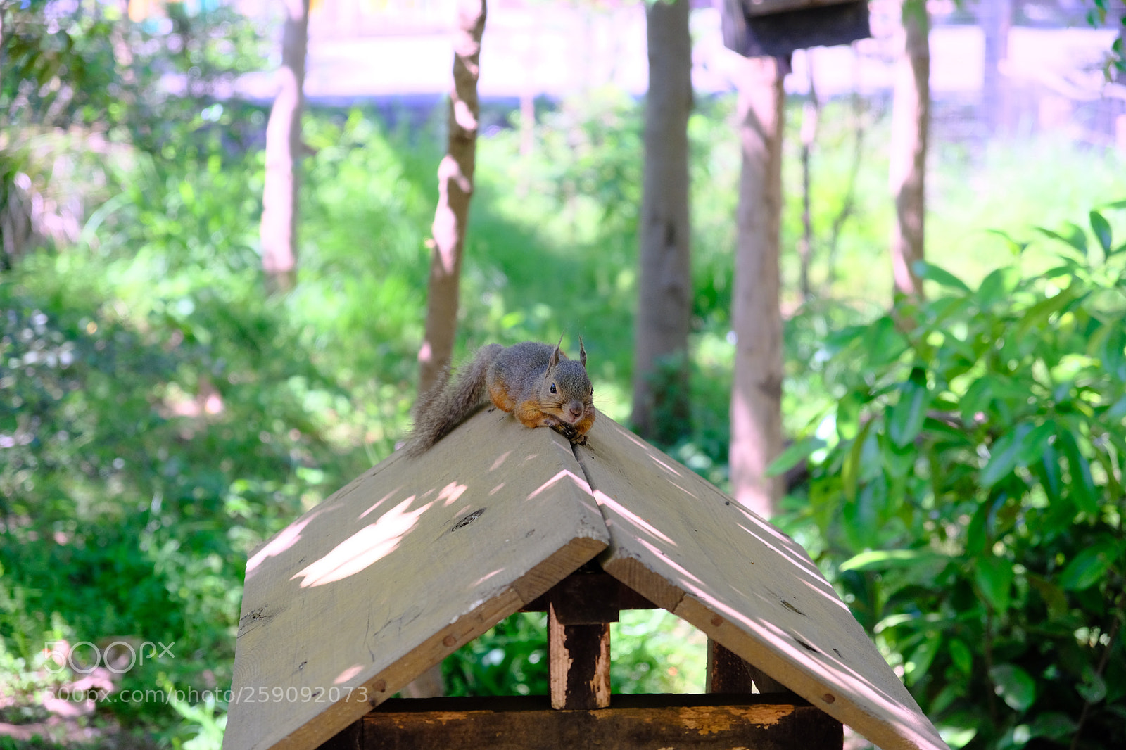 Fujifilm X-E3 sample photo. Squirrel photography