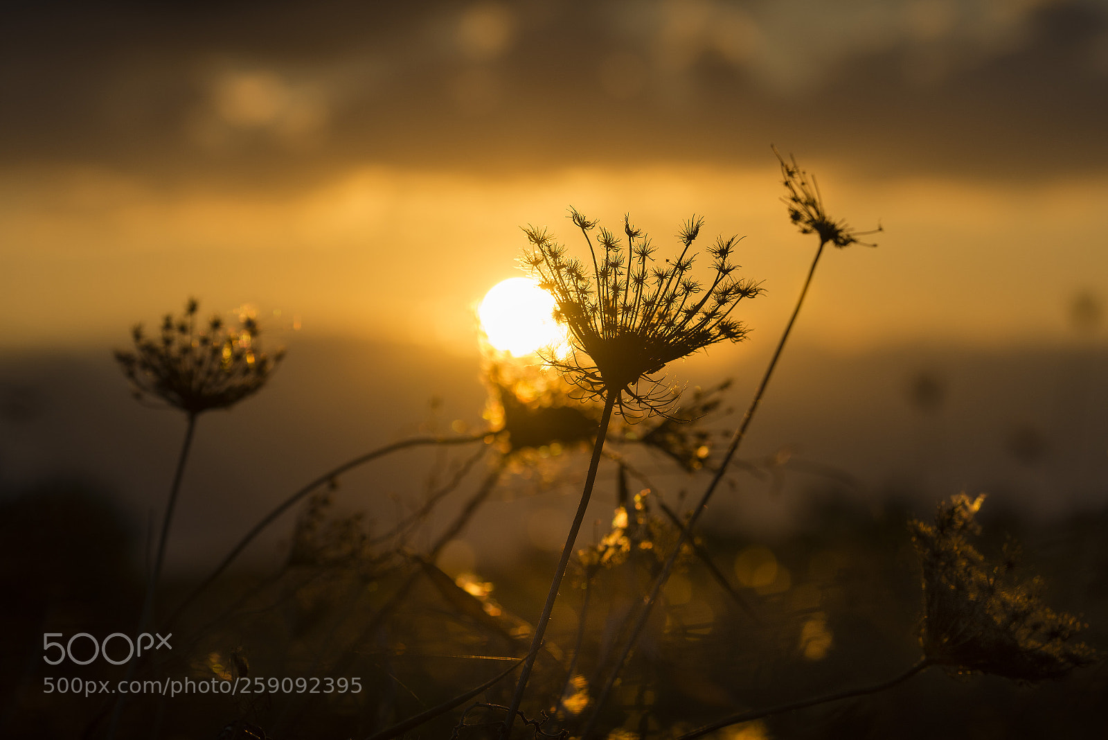 Nikon D600 sample photo. Dawn photography
