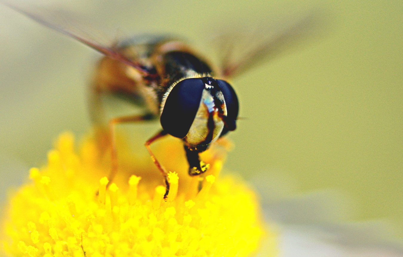 Nikon D7100 sample photo. I saw what u did.... photography