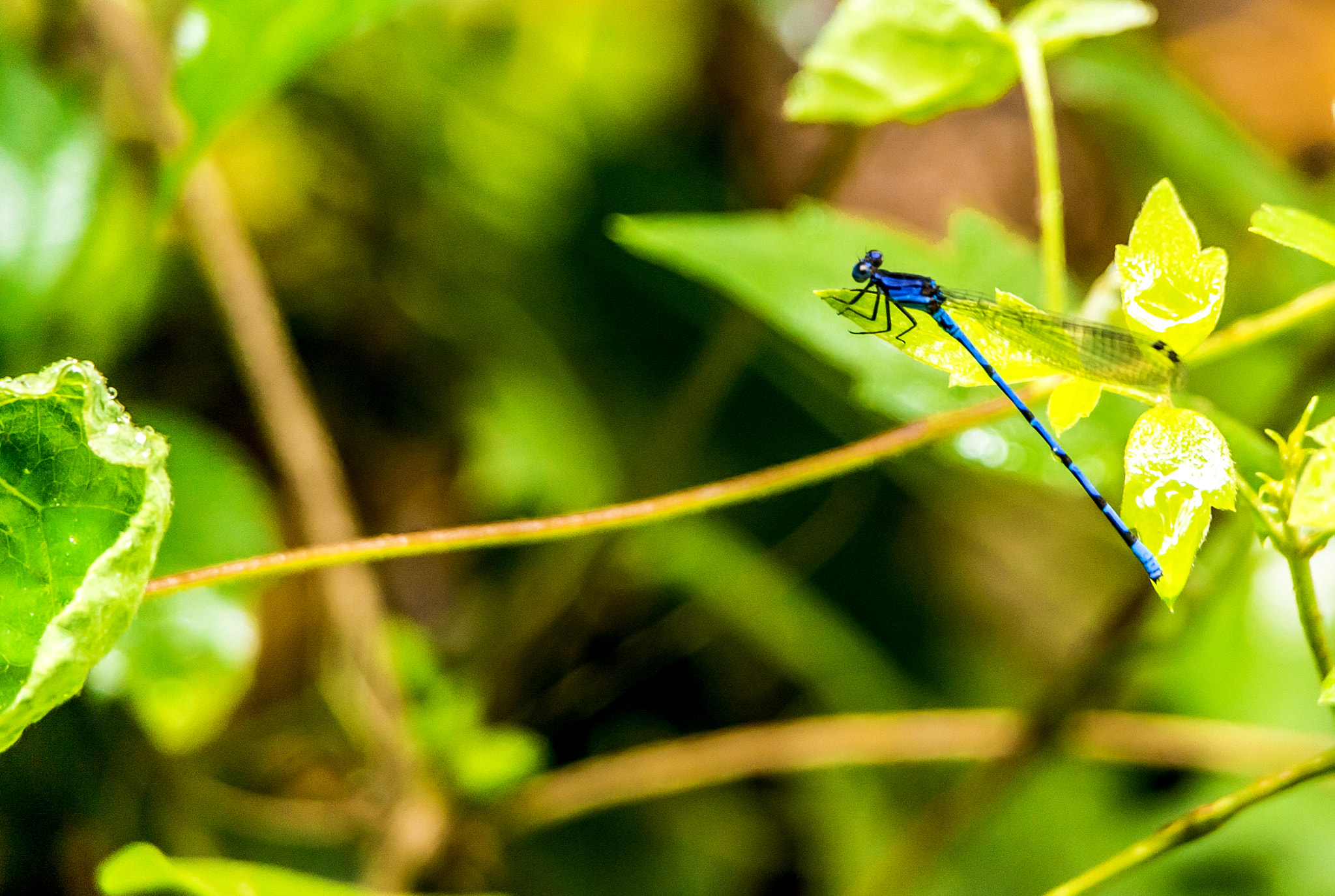 Samsung NX2000 sample photo. Naturaleza photography