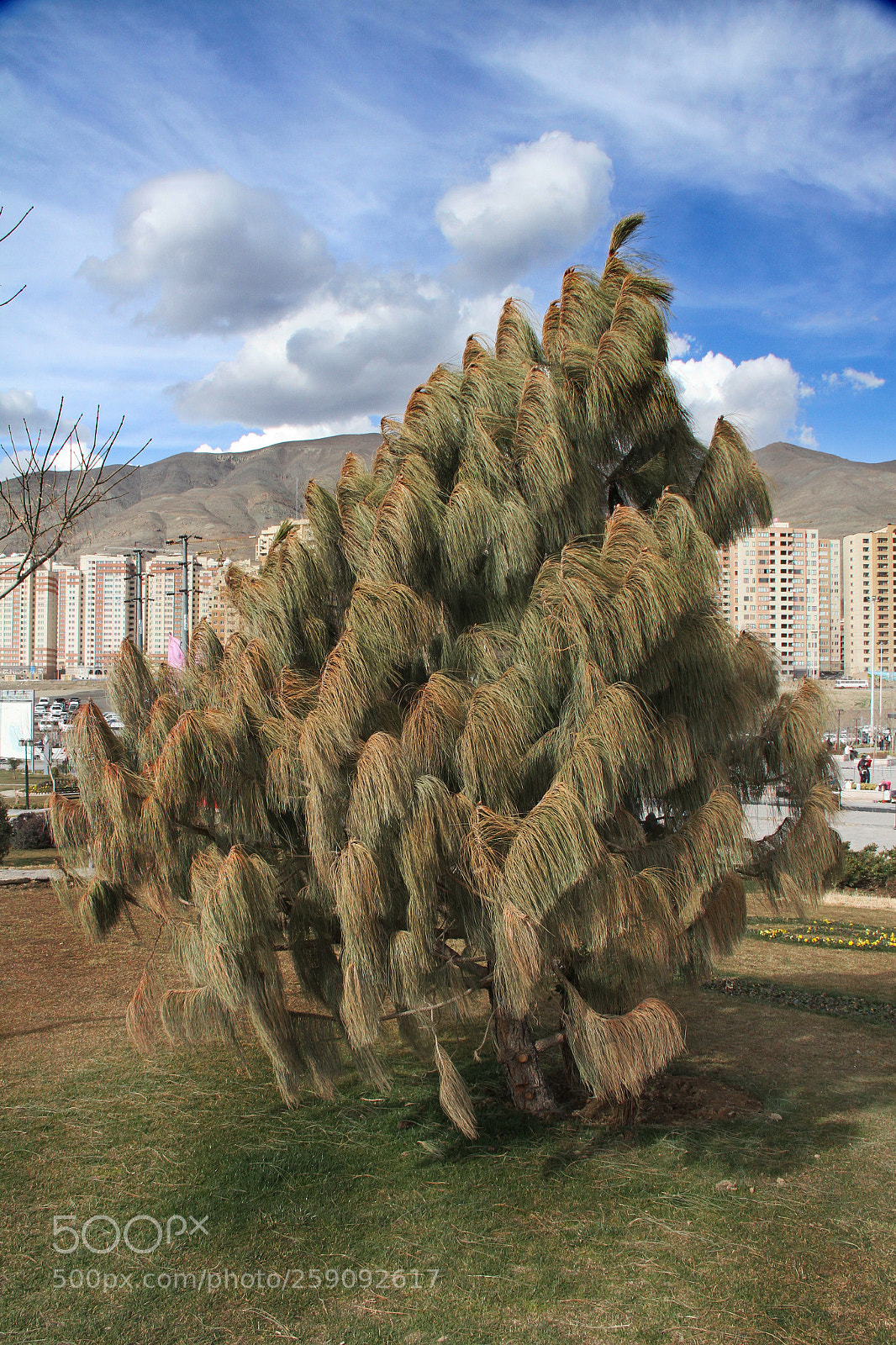 Canon EOS 7D sample photo. Tree photography