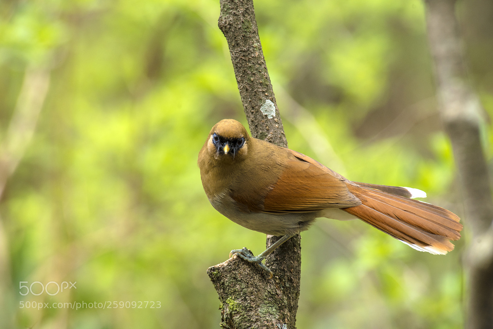 Nikon D750 sample photo. Bird inhabiting the mountains photography