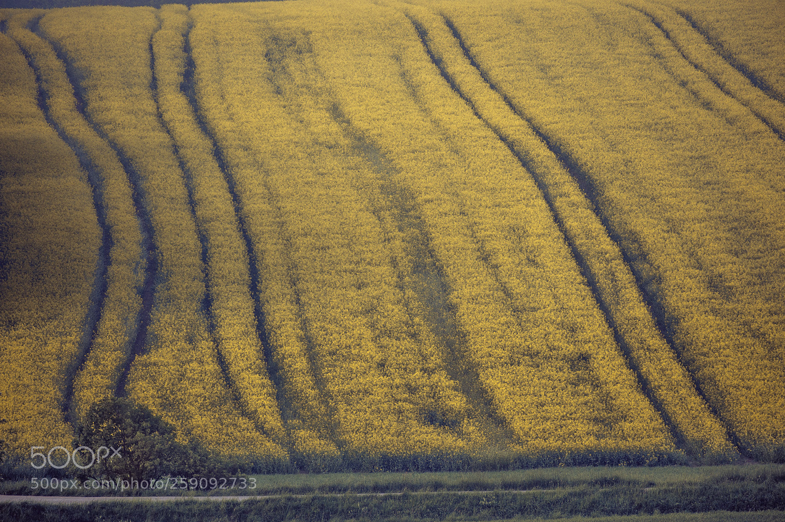 Nikon D700 sample photo. Rapsfeld photography