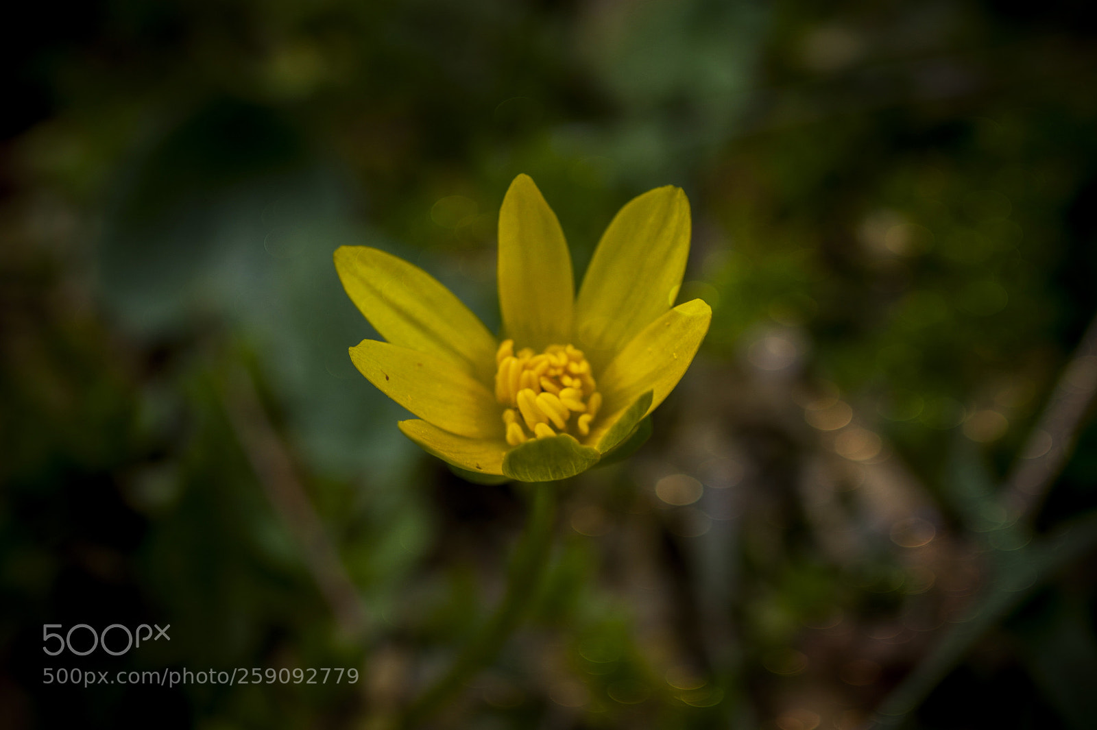 Sony Alpha DSLR-A350 sample photo. Untitled photography