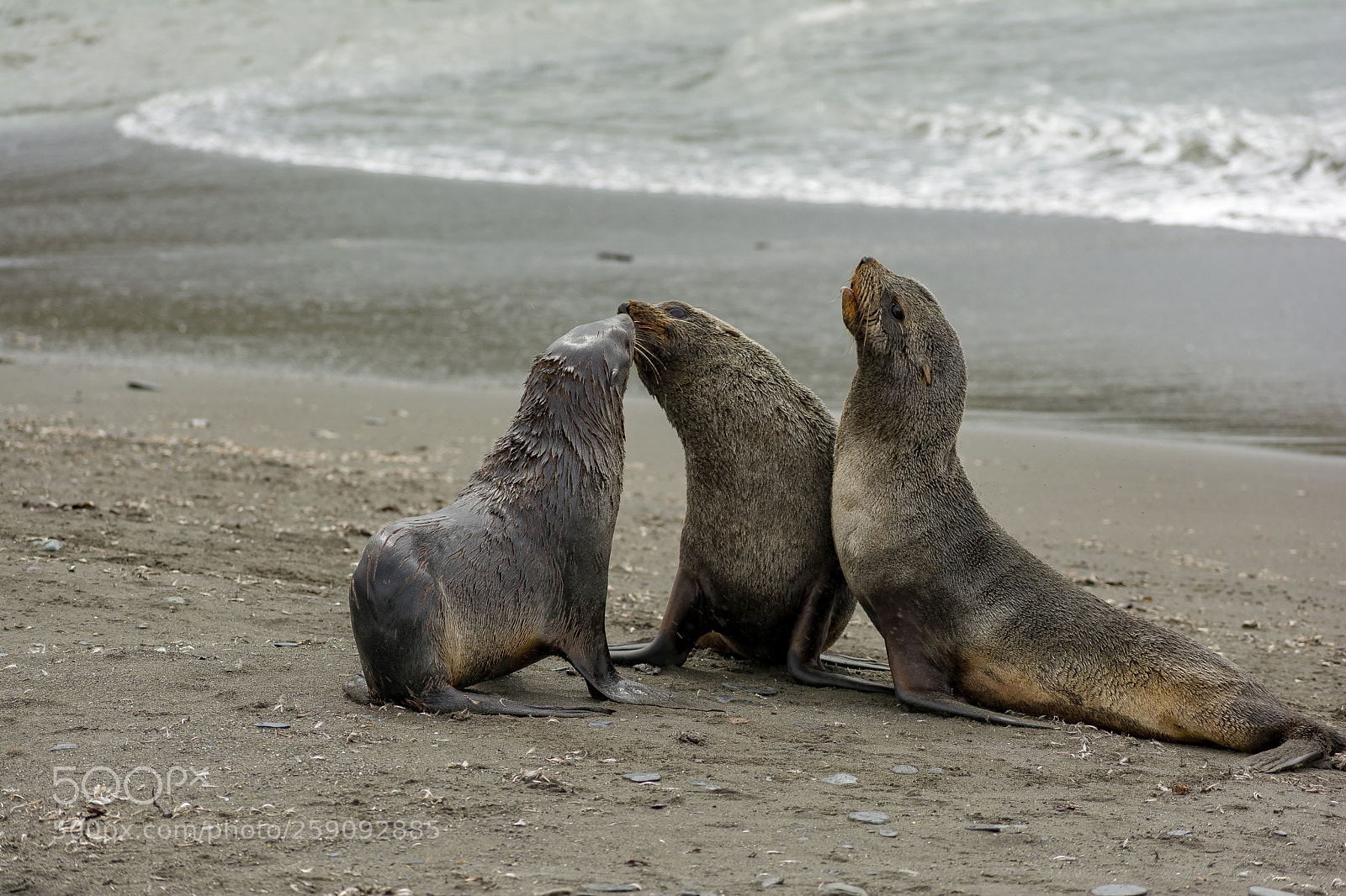 Nikon D5200 sample photo. Fur seals photography