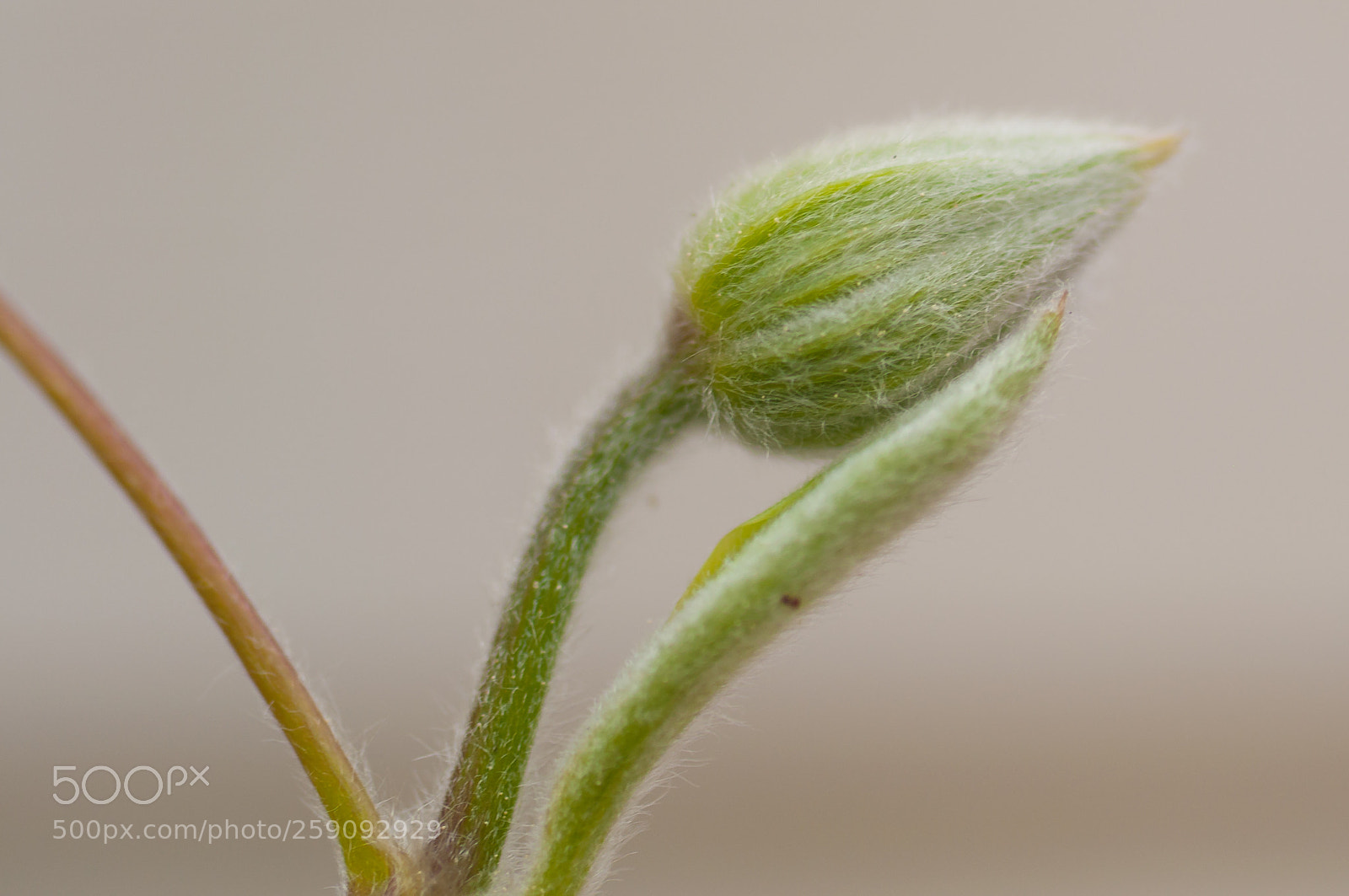 Nikon D90 sample photo. I am clematis photography