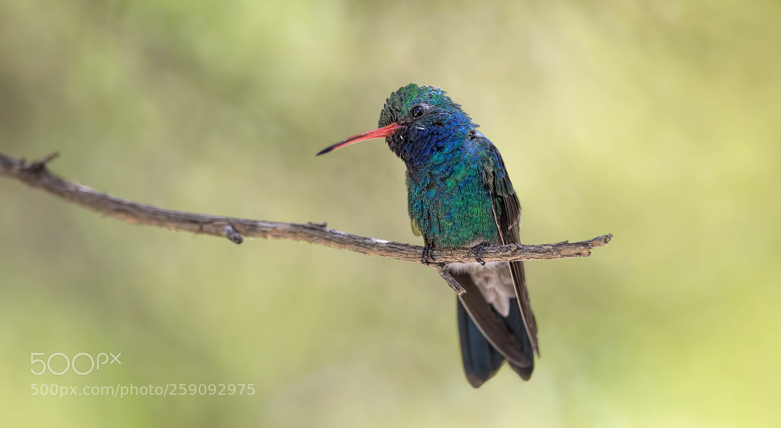 Canon EOS 5D Mark IV sample photo. Broad-billed hummingbird ii photography