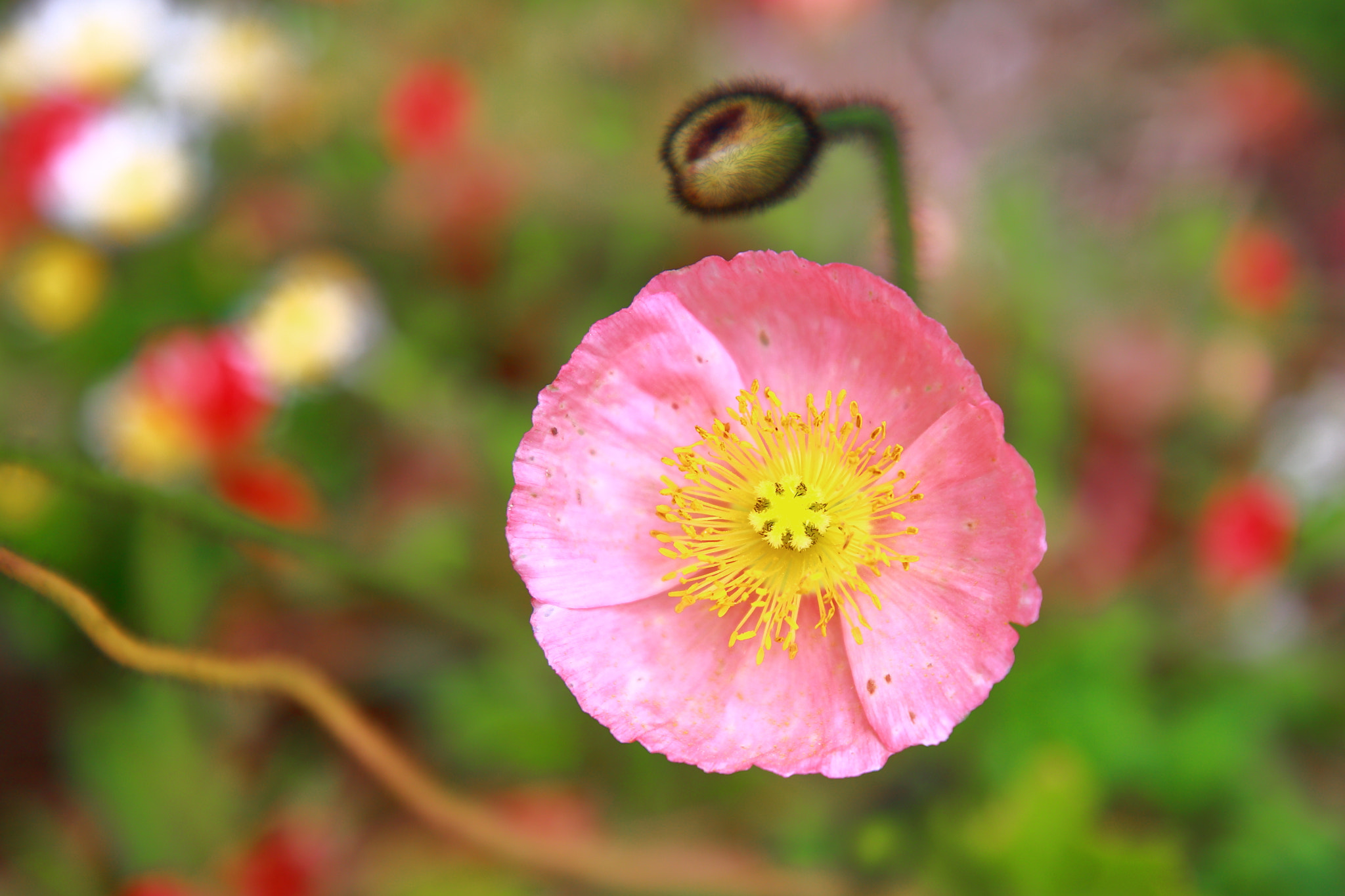 Canon EF 24-105mm F4L IS II USM sample photo. Flower photography