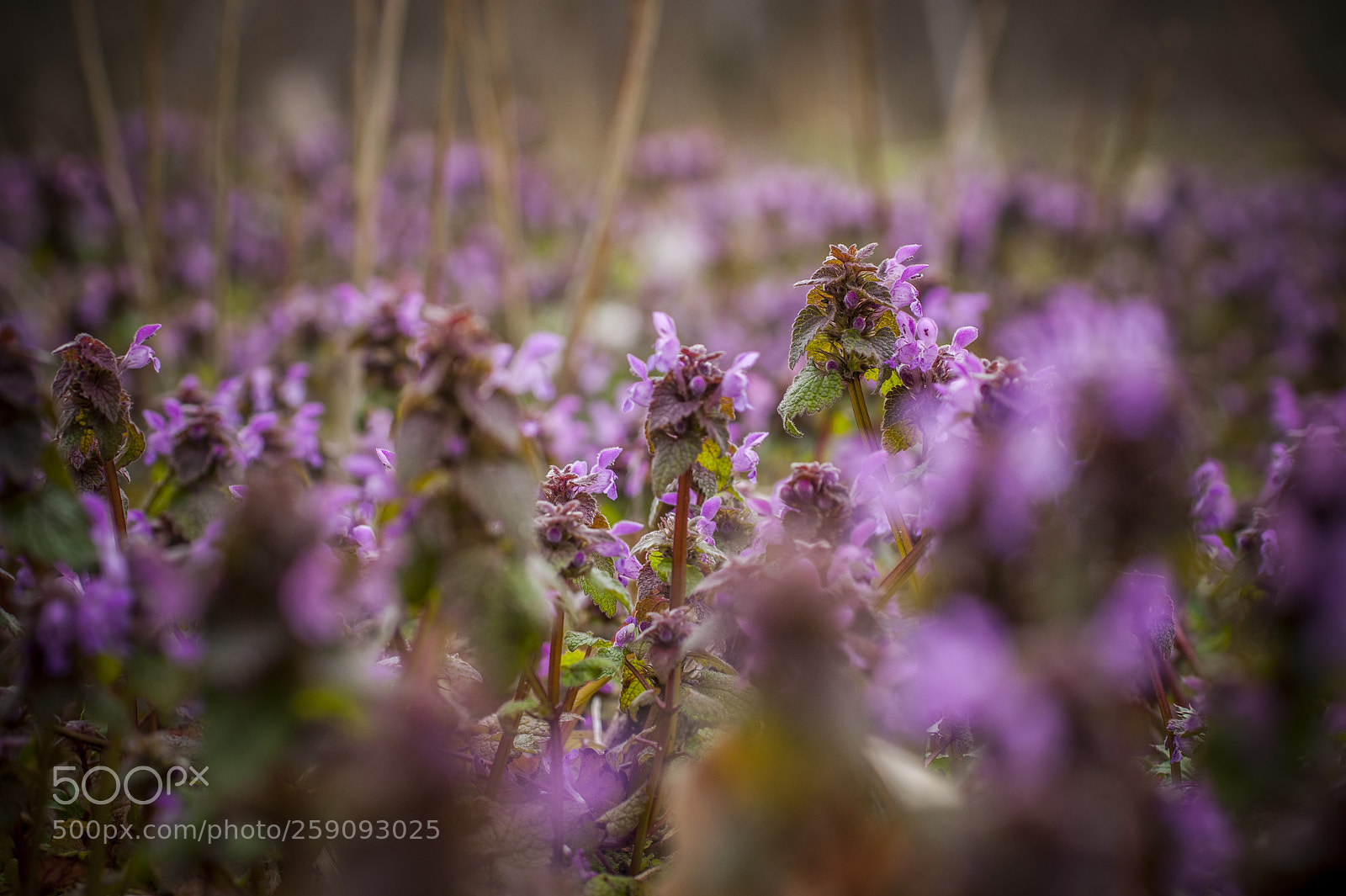 Sony Alpha DSLR-A350 sample photo. Untitled photography
