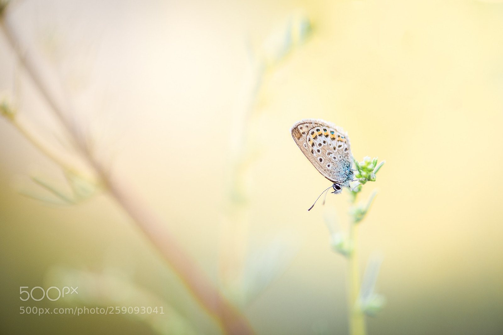 Nikon D800E sample photo. Lightbathing with a polyommatus photography